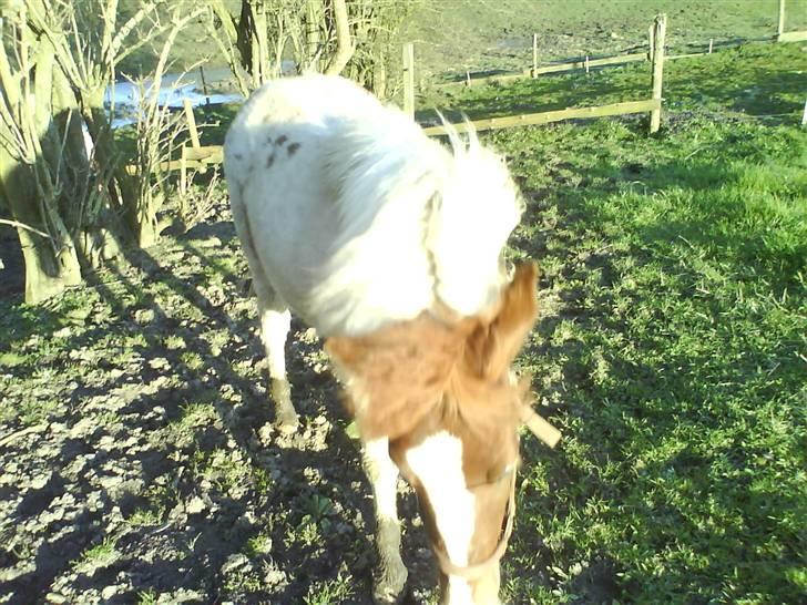 Pinto Djina <3 "Byttet" :/ - men meget sød er hun da xD billede 14