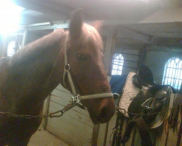 Connemara nelly<33 - du er der flot<3333 billede 3