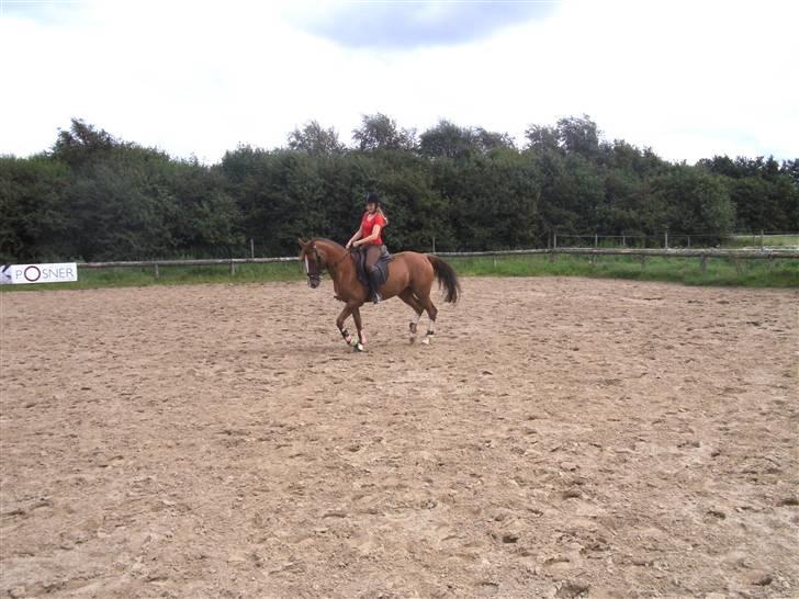 Hollandsk Sportspony Morsø Banks Kashmira SOLGT - lidt træning;D foto tit billede 17