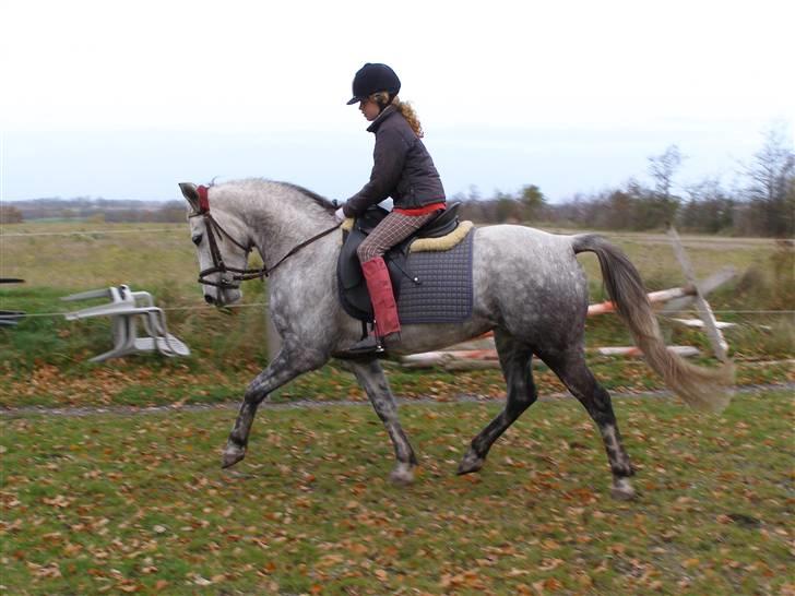 Anden særlig race Kiwi - rider på kiwi <3 billede 2