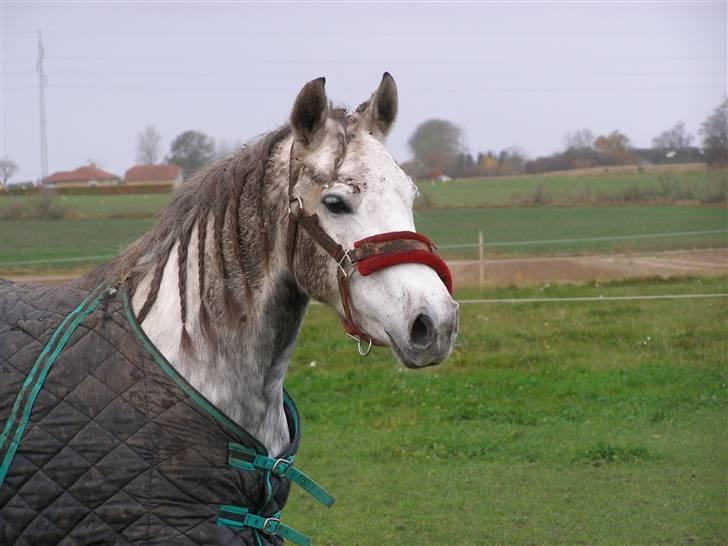Anden særlig race Kiwi - første dag ude på folden<3 billede 4