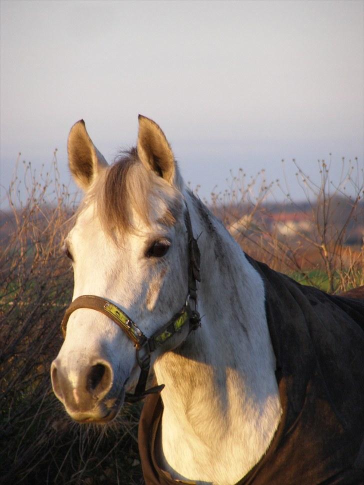 Anden særlig race Kiwi - dejlige pony<3 billede 6
