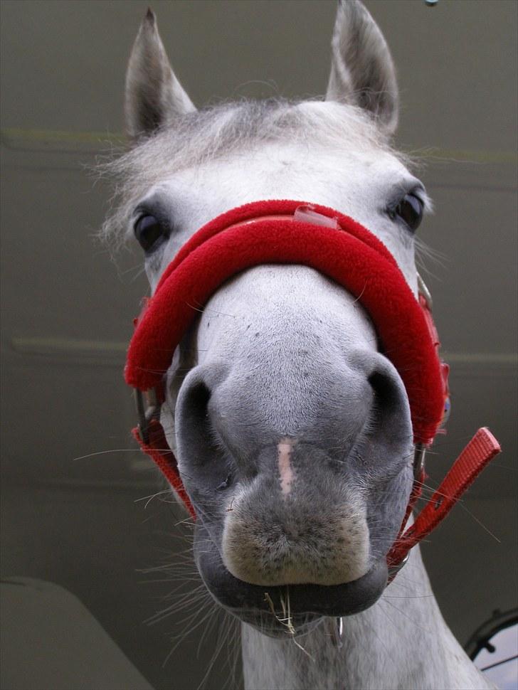 Anden særlig race Kiwi - <3 billede 9