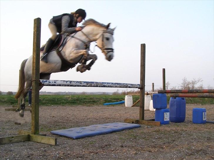 Anden særlig race Kiwi - <3 billede 14