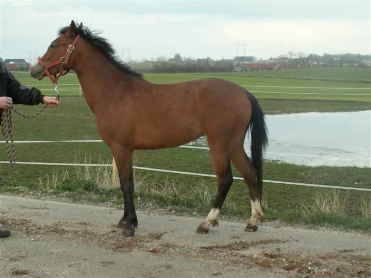 New Forest Casandra (SOLGT!) - Casandra :) billede 11