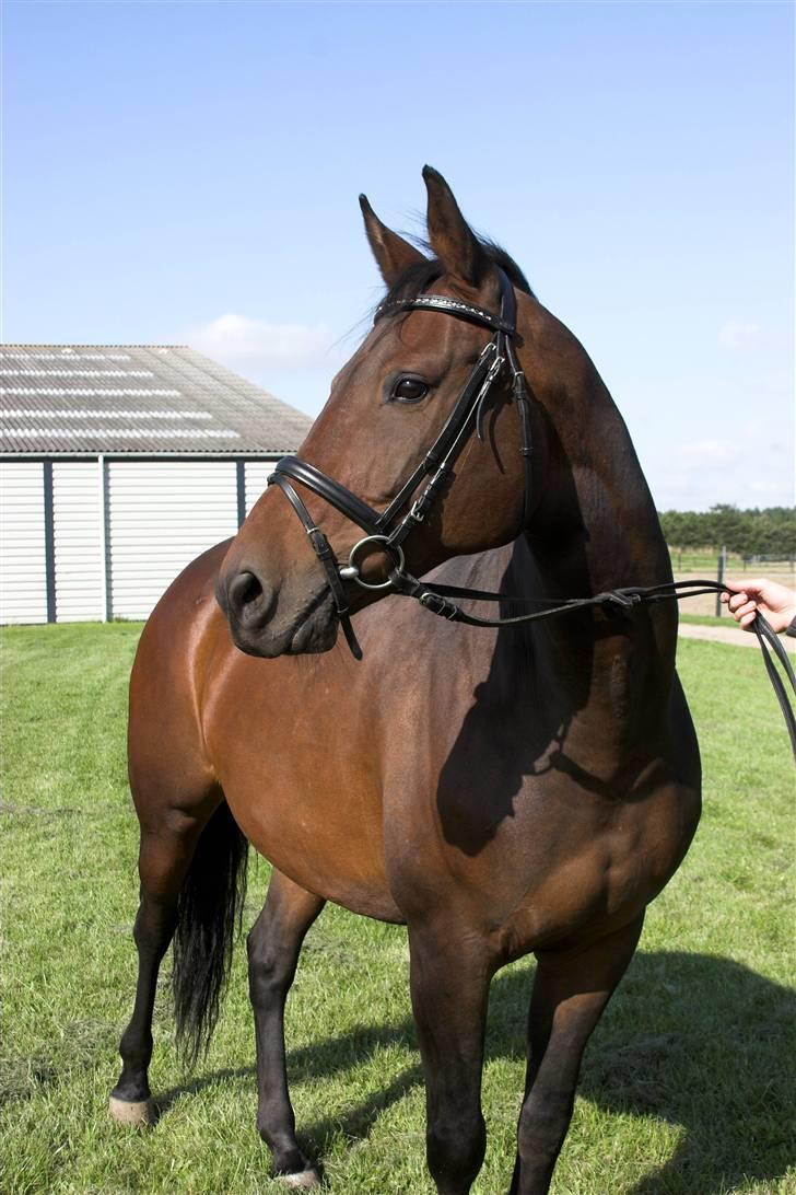 Svensk Varmblod Terracotta - Terracotta SØR 2008 Foto Lena Elsborg billede 1