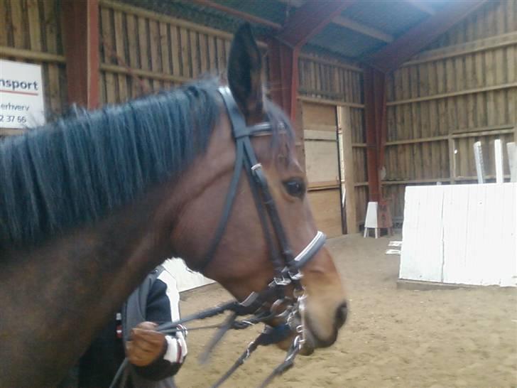 Svensk Varmblod Terracotta billede 2