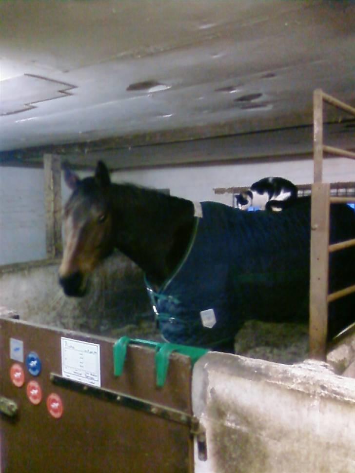 Svensk Varmblod Terracotta - Terracotta og katten hygger billede 3