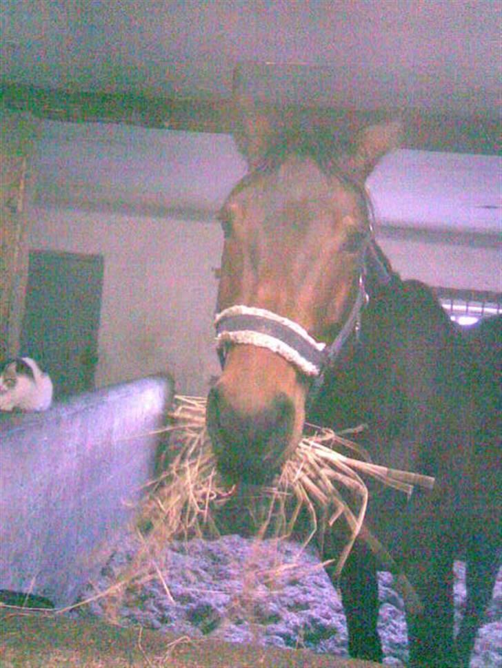 Svensk Varmblod Terracotta - Da hun lige var kommet af lastbilen fra sverige billede 4