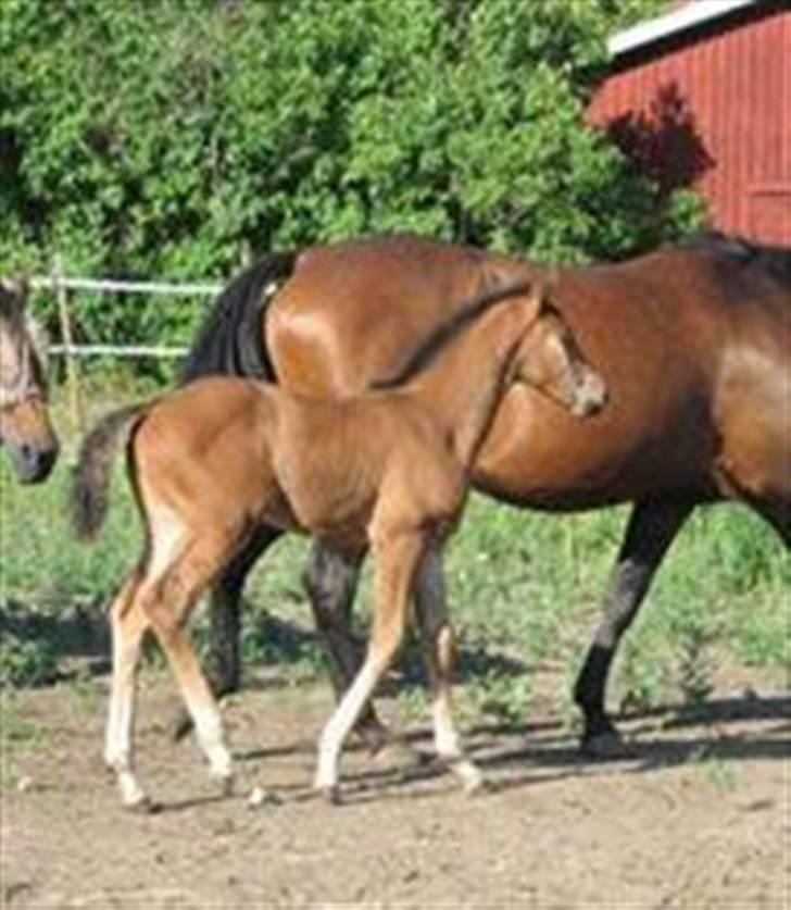 Svensk Varmblod Terracotta - Terracotta og hendes hoppeføl fra 07 billede 5