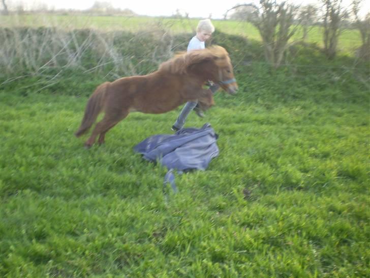 Shetlænder Oline - over Zita´s dækken billede 11