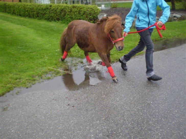 Shetlænder Oline - syndes lige hun skulle over en vandpydt. Så mine bandager var dejlig våde da vi tog dem af. hehe..Er våd på maven det er ikke en plet billede 12