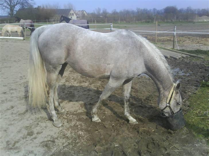 Arabisk fuldblod (OX) Chelima OX 2865 billede 2