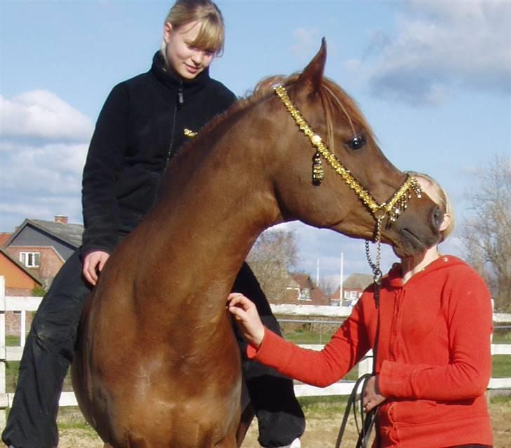 Arabisk fuldblod (OX) Pelee OX 3835 - Mig og knægten ;) billede 18