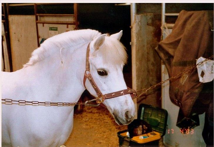 Anden særlig race - Grey Tally Star  billede 16