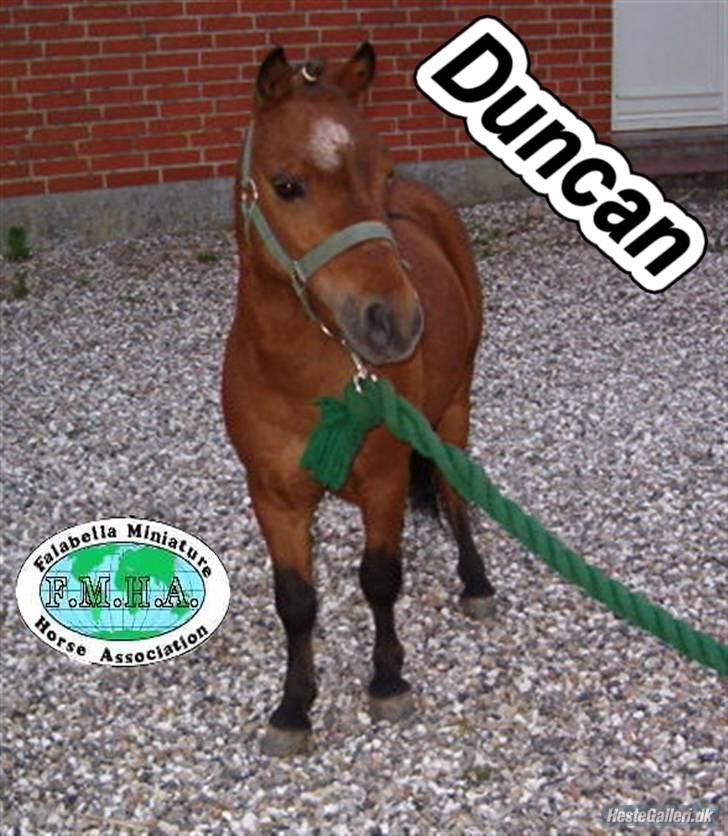Falabella Duncan (solgt) - Hej ! Her er jeg så... billede 1