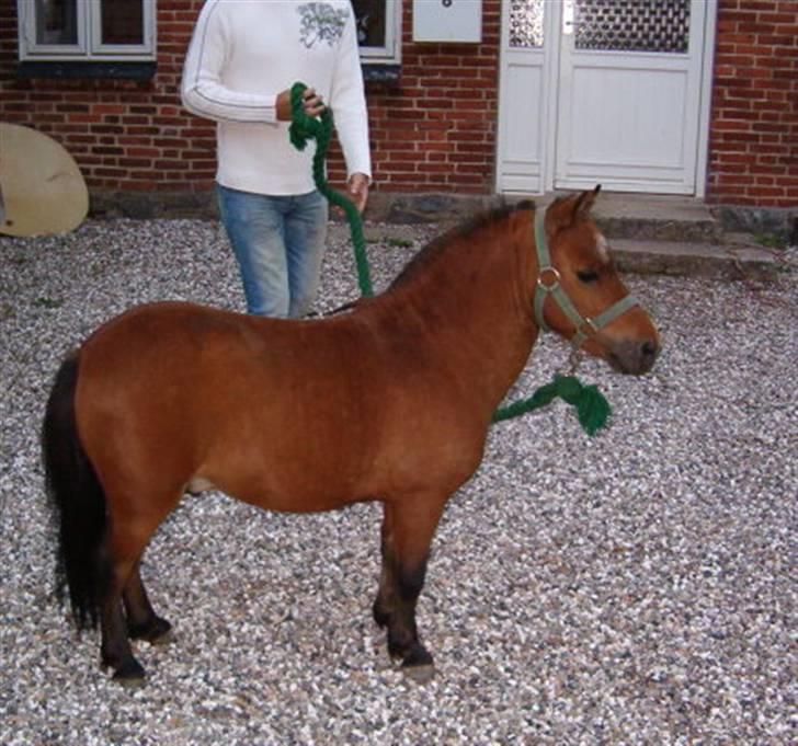 Falabella Duncan (solgt) - Lille og smuk billede 2
