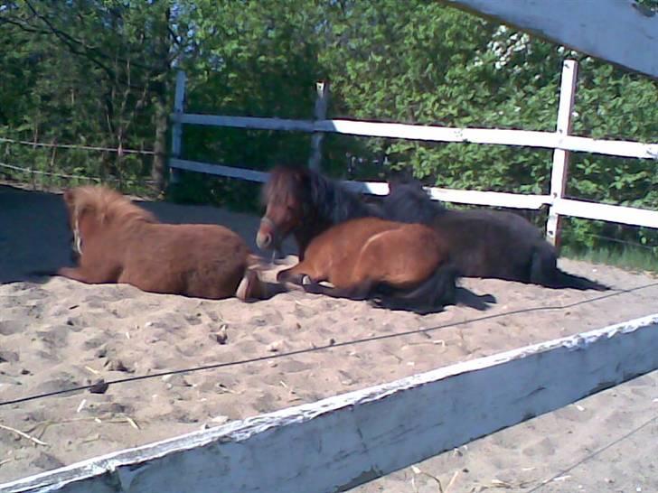 Falabella Duncan (solgt) - Her i en middagslur sammen med min søn og min kone billede 3