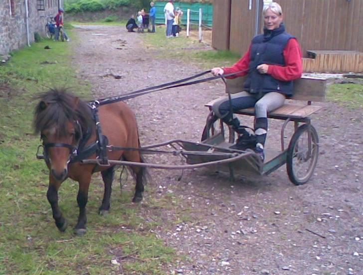 Falabella Duncan (solgt) - Ja Ja... Kan da også køre med vogn he he billede 4