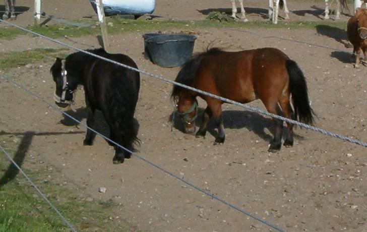 Falabella Duncan (solgt) - Slapper lige af på folden sammen med min kone Trillo billede 5