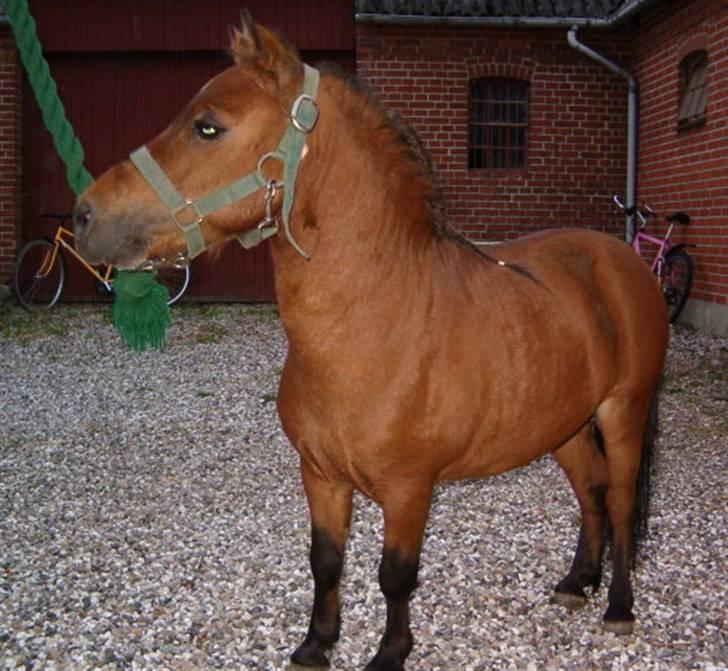 Falabella Duncan (solgt) - Ja OK... Stiller lige op til fotografen igen he he billede 6