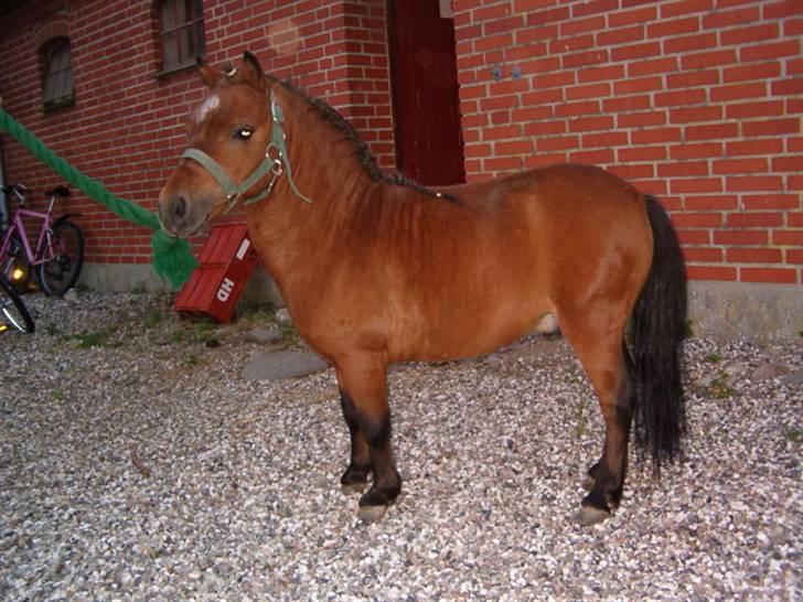 Falabella Duncan (solgt) - Ja jeg er skøn billede 7