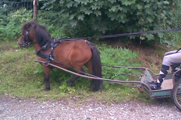 Falabella Duncan (solgt) - For vogn.. Skal jo bestille lidt for føden billede 8