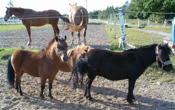 Falabella Duncan (solgt) billede 9