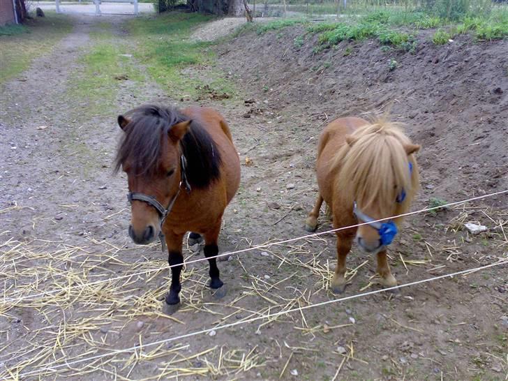 Falabella Duncan (solgt) - Mig og min bedste ven Betterøv som er noget mindre end mig billede 10