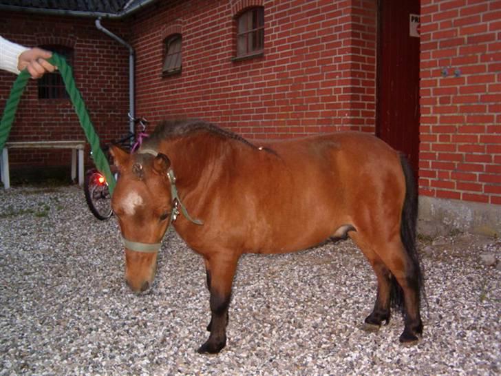 Falabella Duncan (solgt) - ØV.. Bliv nu færdig med de billdere he he. Det er hårdt at være fotogen he he billede 11