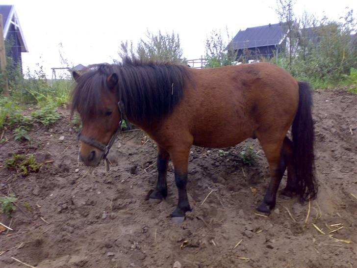 Falabella Duncan (solgt) - Mig med tyk vinterpels. Ligner en hel hårbolle billede 12