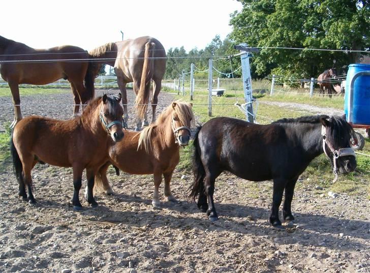 Falabella Duncan (solgt) - Slapper lige af med vennerne billede 13