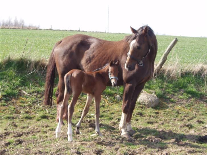 Dansk Varmblod Lindholms Zatarro - Er lidt tryg hos mor.. billede 2