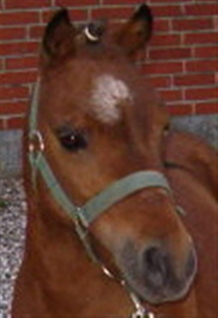 Falabella Duncan (solgt) - Hva... Så?? billede 14