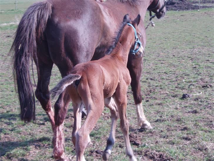 Dansk Varmblod Lindholms Zatarro - 14/4-08 billede 3