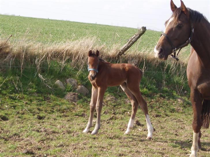 Dansk Varmblod Lindholms Zatarro - 14/4-08 billede 4