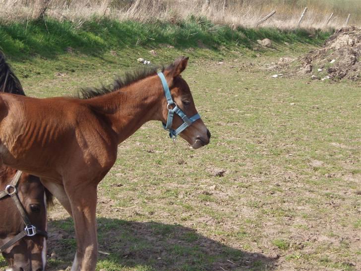 Dansk Varmblod Lindholms Zatarro - 14/4-08 billede 5
