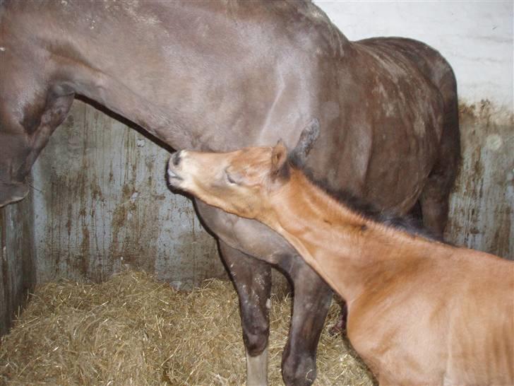 Dansk Varmblod Lindholms Zatarro - Jeg er sulten mor.. billede 6