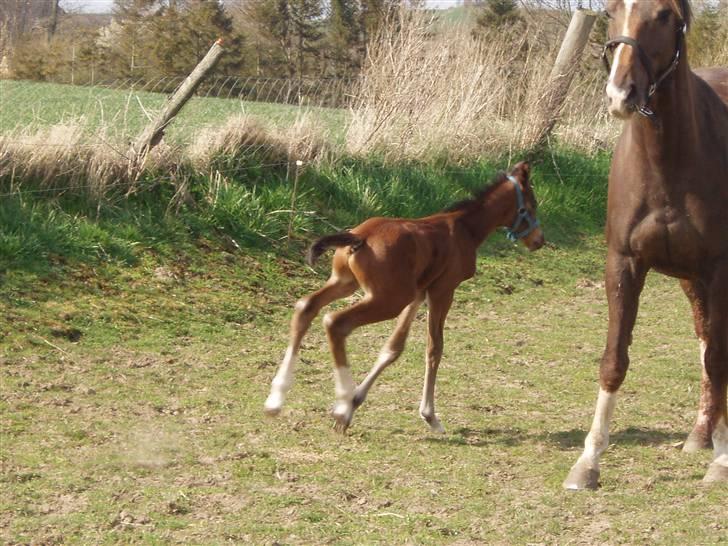 Dansk Varmblod Lindholms Zatarro - WOW.!! Jeg kan løbe.. billede 7