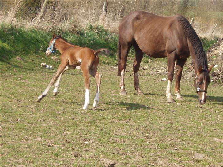 Dansk Varmblod Lindholms Zatarro - Jubiii..!! billede 8