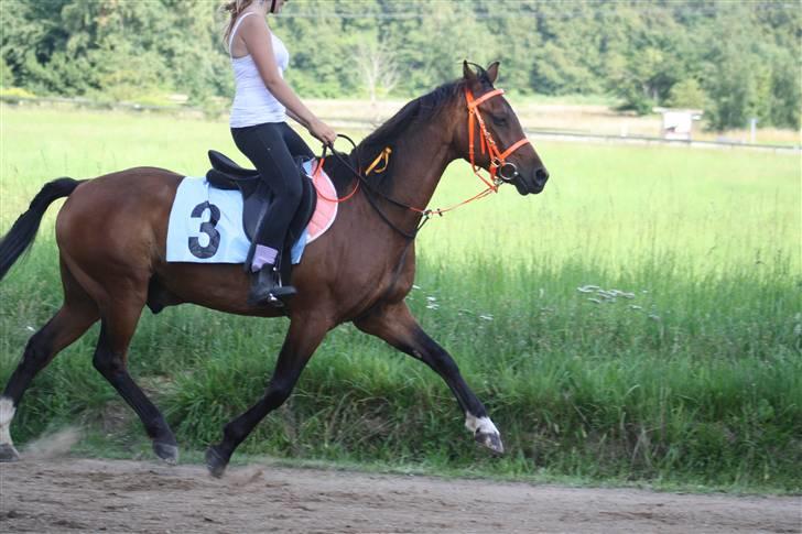 Anden særlig race ** Leonardo ** - se lige en smuk gang (; 8/8 - 09 DERBYVINDERE! :D Billedet er taget af Maria med Foxie Lady her inde fra (: billede 5