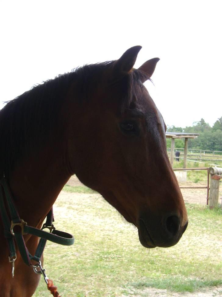 Anden særlig race ** Leonardo ** - Åhr, en lille babyhest (: <3 billede 7