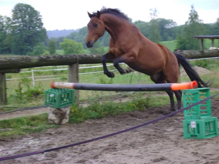 Anden særlig race ** Leonardo ** - Og vi kan også springe (; billede 10