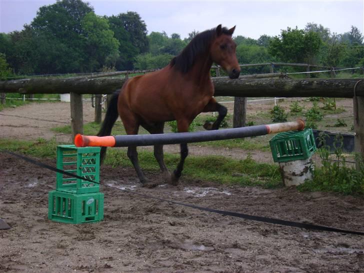 Anden særlig race ** Leonardo ** - Først det ene ben, og så det næste! Sådan kommer man over et spring! billede 15