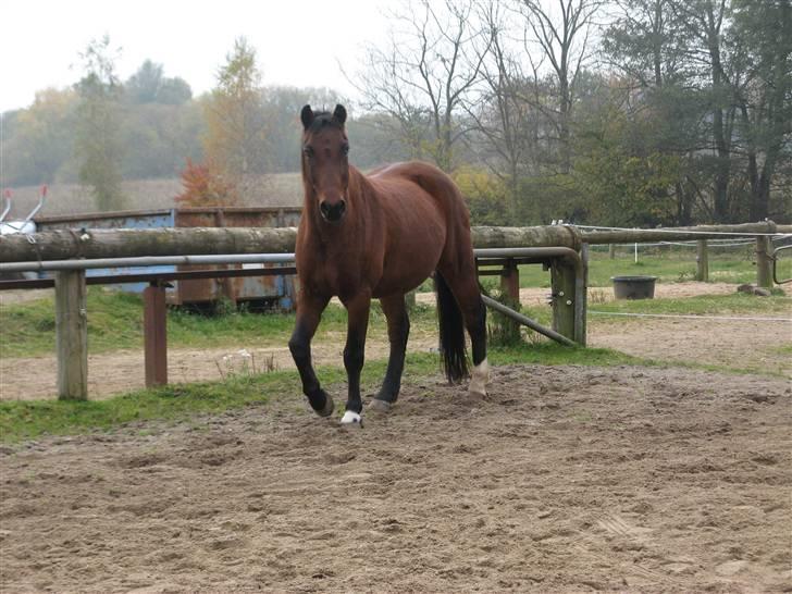 Anden særlig race ** Leonardo ** - Cutie pony q; billede 18
