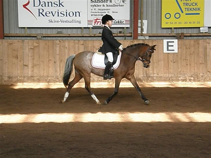 Anden særlig race Sascha B-pony - Schenkelvigning i La3 ;D<333 :-*  billede 5