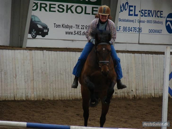 Dansk Varmblod Ørevadbros Chloe - SOLGT - ja ja vi kan også uden sadel. I hvert fald så længe hesten ikke bukker. billede 19
