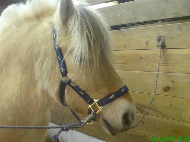 Fjordhest Dante  - Dante du er i mit hjerte<3 billede 14