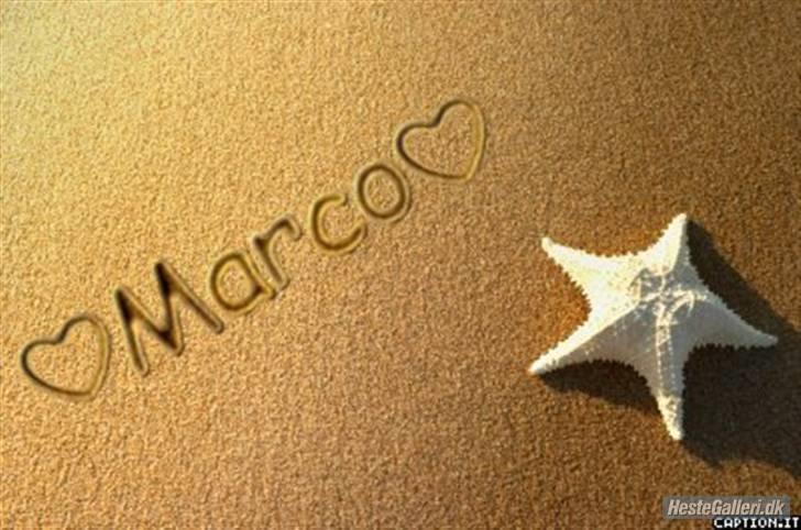 Islænder Marco - så et lille strand billede <33 billede 7