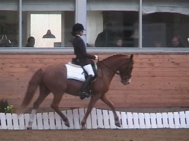 DSP Amie - Ikast  billede 16